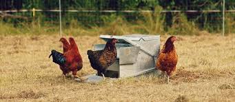 Chicken in the corn (youtube.com). Cut Your Chickens Feed Bill By Fermenting The Permaculture Research Institute