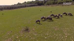 Azienda Agricola Il Colle Allevamento Suini Di Cinta Senese Renieri