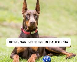 Doberman pinscher puppies for sale, doberman pinscher dog. 7 Best Doberman Breeders In California 2021 We Love Doodles