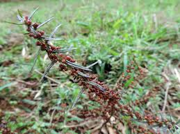 Image result for Ammannia prieuriana