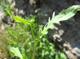 Image result for Calostephane