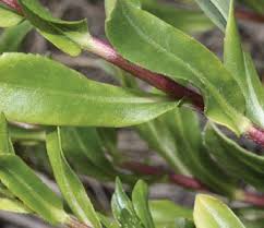 Image result for Rhipidoglossum delepierreanum