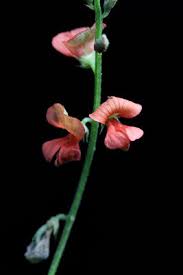 Image result for Indigofera subulata