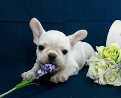 Uptown puppies will help you find the perfect french bulldog puppy within your. View Ad French Bulldog Puppy For Sale Near Illinois Chicago Usa Adn 97781