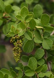 Image result for Searsia rogersii