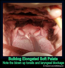 She is a french bulldog that was born with a cleft palate and turned over to us by her breeder. Does My Bulldog Need Soft Palate Surgery And How Would I Know