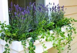 The Best Perennials To Plant In Window Boxes Ehow Com Window Box Flowers Window Box Plants Window Box Garden