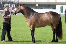 The connemara pony is ireland's only native breed, with a history that some believe dates back to the ancient celts. Clegganbay Tower Csb S1 6863 Connemara Pony Beautiful Horses Buckskin Horse