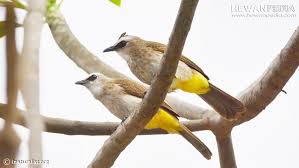 Burung kutilang adalah sejenis burung pengicau dari suku pycnonotidae. Panduan Awal Cara Menangkar Dan Budidaya Burung Trucukan Hewanpedia