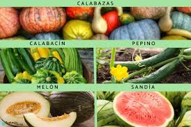 Image result for Cucurbitaceae