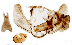 Image result for Eupithecia conterminata