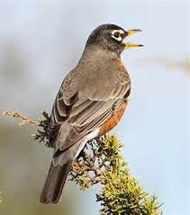 Bird Hitting Window Meaning Robin 39 S Tail Yahoo Image Search Results American Robin Backyard Birds Beautiful Birds