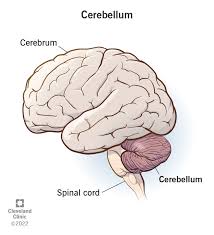 Image result for Cerebellar Function Test