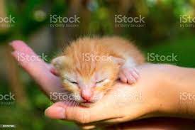 New Born Baby Cat Red Kitty In Caring Hands Stock Photo Download Image Now Istock