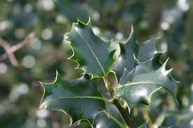 Reasons Why A Holly Bush Doesn T Have Berries Holly Bush Holly Shrub Holly Plant
