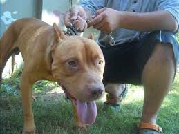 Kopek Turleri Amerikan Pitbull Terrier Red Nose Youtube