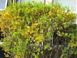 Garden hedges also aid biodiversity and serve as a windbreak or noise filter. 10 Plants For An Irish Hedge Peter Donegan Garden Design Landscaping