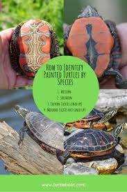 The painted turtle (chrysemys picta) is the most widespread native turtle of north america. Turtleholic Clear Simplified How To Guides For Pet Turtle Owners Pet Turtle Turtle Southern Painted Turtle