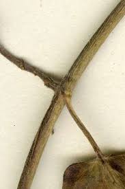 Image result for Cynanchum ledermannii