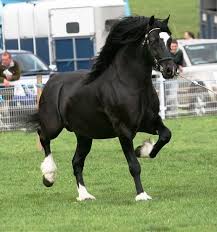 Ebbw Victor The Most Successful Welsh Cob Section D Stallion Of All Time Almost All Welsh Cobs Featured In The Royal Welsh Show In Llanelwedd Wales Uk Are S