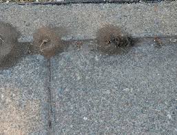 The sealcoating must have 8 hours of drying before any threat of. How To Get Rid Of Pavement Ants Ortho