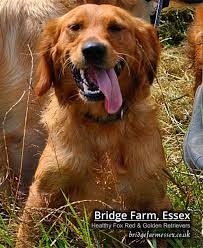 Bridge Farm Essex 07980 668380 For Top Quality Golden Retrievers Connemara Ponies