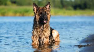 So you will not find many breeders that are happy to get a coated dog in a litter. Long Haired German Shepherd Fluffy Coat Gsd Genetics Puppy Costs