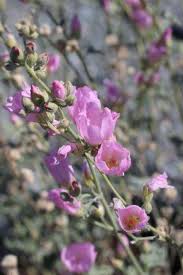 Image result for Acalypha ambigua