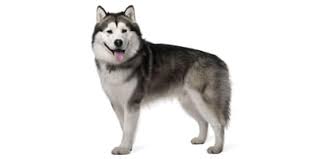 We did not find results for: Alaskan Malamute Farben Preis Grosse Temperament Wesen