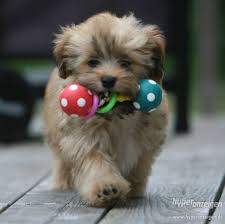 bolonka zwetna welpen bologneser pinterest chien und animaux