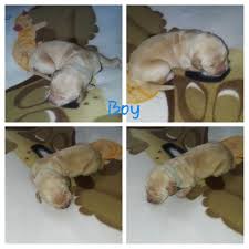 Since they are a sporting breed, they require daily exercise. Golden Retriever Puppies For Sale Walkersville Md 298867