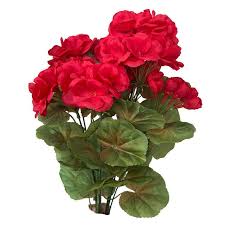 Image result for foto muškáty