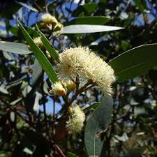 Image result for Eucalyptus sp.