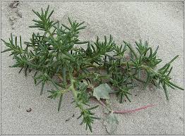 Image result for Salsola kali