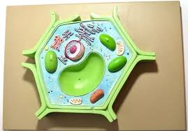 We've detected you are using a browser that is missing critical features. 20 Plant Cell Model Ideas Your Students Find Them Interesting Plant Cell Model Plant Cell Project Plant Cell