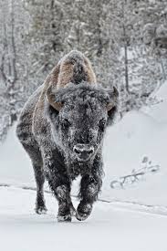 Love Spells Money Spell Protection Spell Voodoo Spell Hex Removal Lost Love Spells Witchcraft Spell Call Cute Wild Animals American Bison Wild Creatures