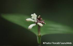 Image result for Chassalia parvifolia