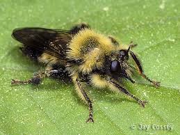 We did not find results for: Bumble Bee Mimic Robber Fly Bumble Bee Carpenter Bee Bee