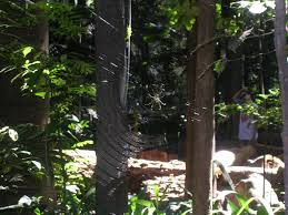 Trianon shopping park from mapcarta, the free map. Running In Ibirapuera Park And A Little About Trianon Park Girl Runs World