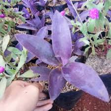 Bunga mawar merah, putih, ungu, pink, kuning, hitam. Tanaman Hias Adam Hawa Ungu Tanaman Hias Bibit Tanaman Adam Hawa Ungu Shopee Indonesia