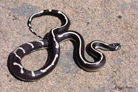 Californiae) are extremely popular pet snakes not only because they are very easy to care for and have pleasant personalities, but also because they are available in a seemingly endless variety of different morphs. The King Of Snakes Cabrillo National Monument U S National Park Service Cabrillo Field Notes
