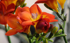 Image result for Freesia grandiflora