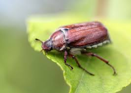 This is the newest place to search, delivering top results from across the web. June Bugs The Blunderers Of June New England Today