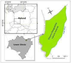 Changes in Species Composition in Alder Swamp Forest Following Forest  Dieback