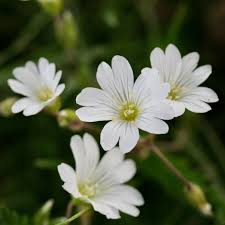 Image result for Cerastium indicum