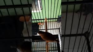 Www.ciri ciri burung u flamdboyan jantan. Suara Burung Langka Flamboyan By Farhan Latief