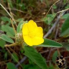 Image result for Melhania forbesii