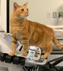 Heart Diseases Cats Heartsmart