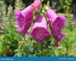 Image result for Campanulaceae