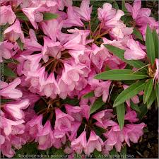 Rhododendron Ponticum Graziella Azalia Pontyjska Rhododendron Garden Plants Plants